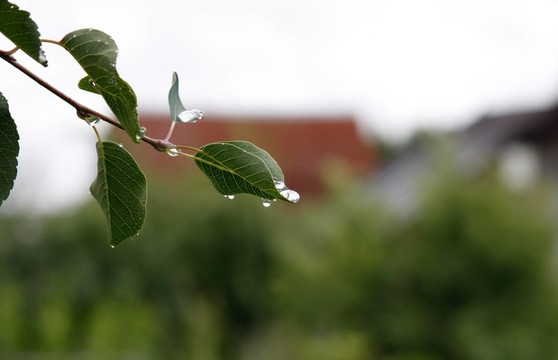 樹(shù)上的雨滴