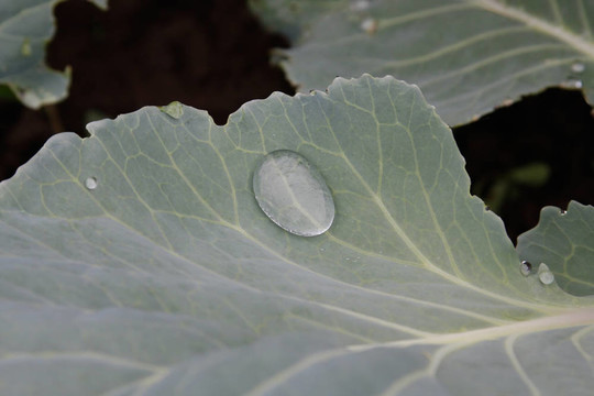 大白菜葉片上的大量水滴