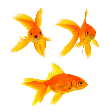 三條金魚