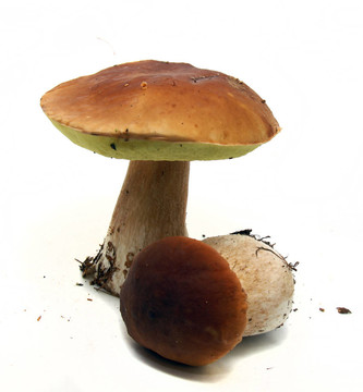 牛肝菌（Boletus edulis）又名牛肝菌或一包白色隔離