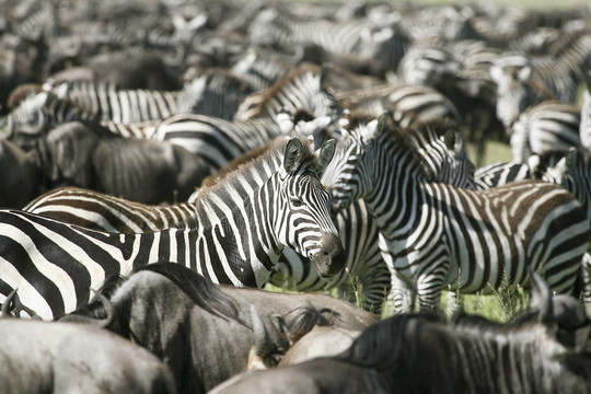Burchell的斑馬（Equus burchelli）
