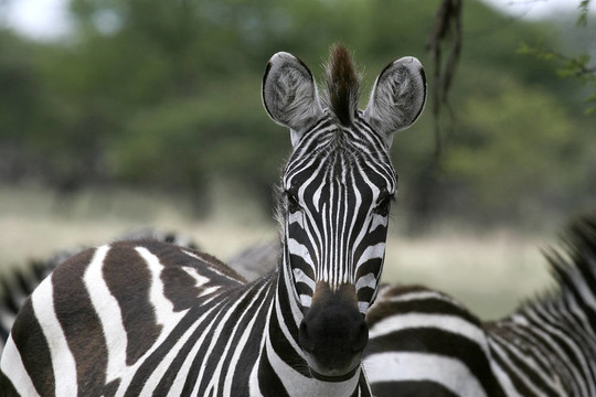 Burchell的斑馬（Equus burchelli）