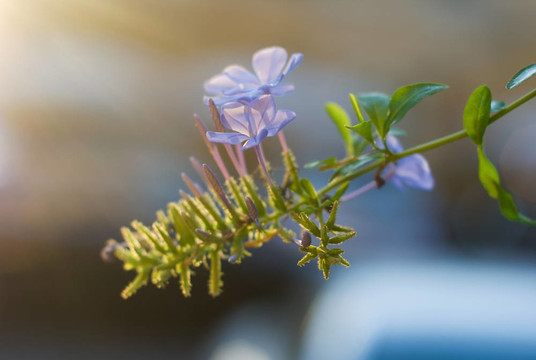 夕陽中的常春藤花