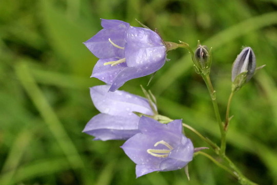 藍(lán)色的鐘聲