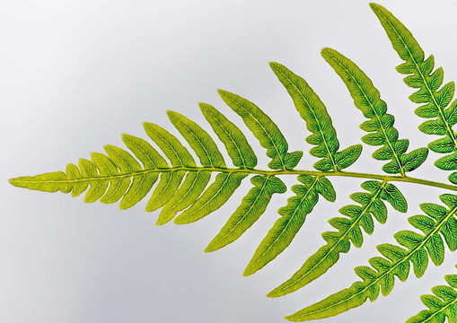 Fern離開(kāi)