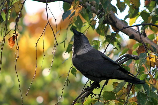 鳥在樹枝上