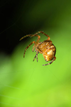 女Cobweb Spider