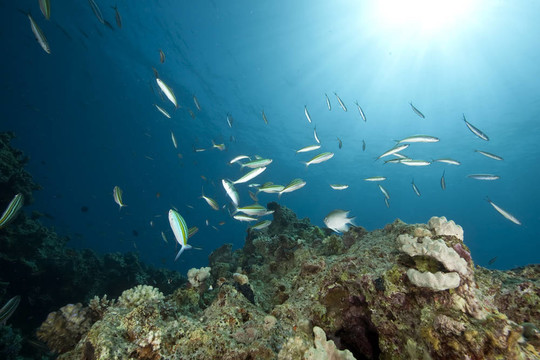 海洋和魚