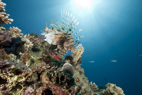 海洋和獅子魚
