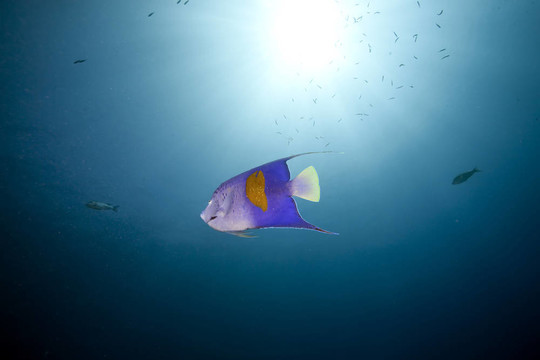 海洋和yellowbar神仙魚