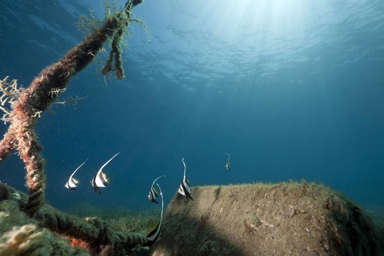 海洋和魚