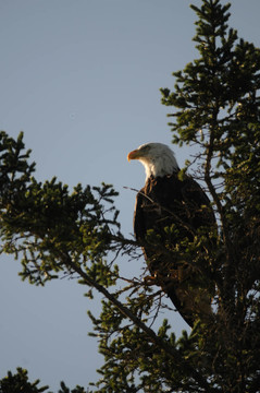 eagle1