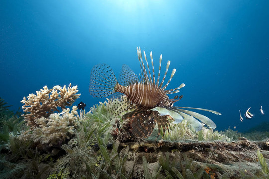 海洋和獅子魚