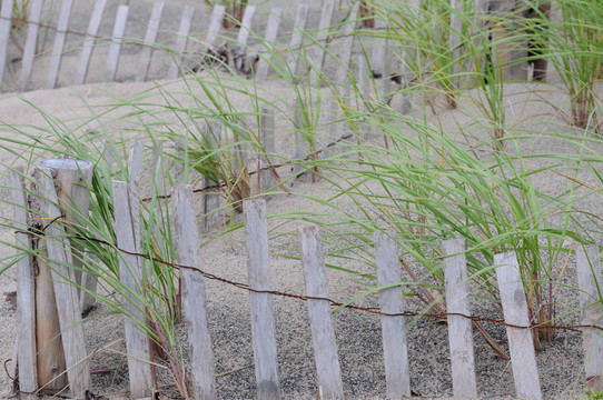 sandfence16