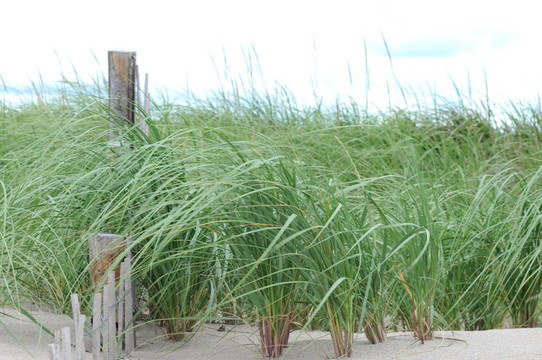 sandfence14