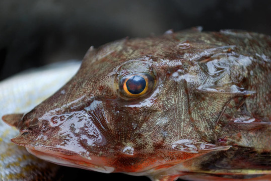 頭魚