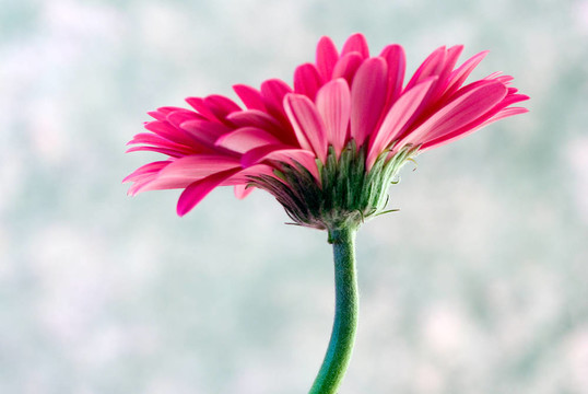 粉紅色的Gerbera flower