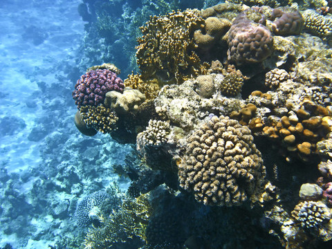 在紅海的珊瑚礁；沙姆沙伊赫