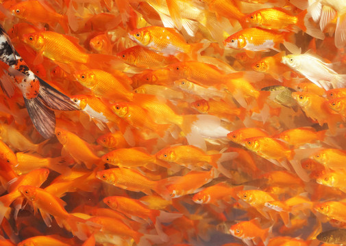 紅色游魚