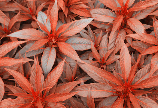 紅葉背景