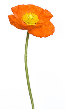 罌粟花