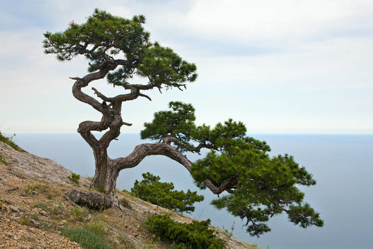 杜松樹