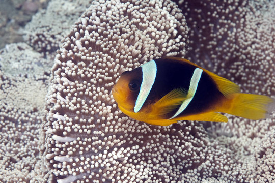 小丑魚