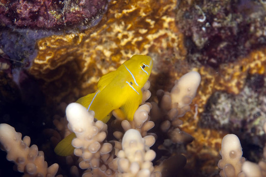 佛手珊瑚蝦虎魚
