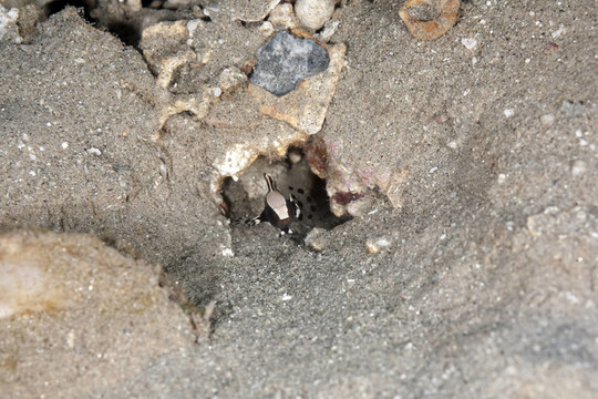 優(yōu)美的shrimpgoby