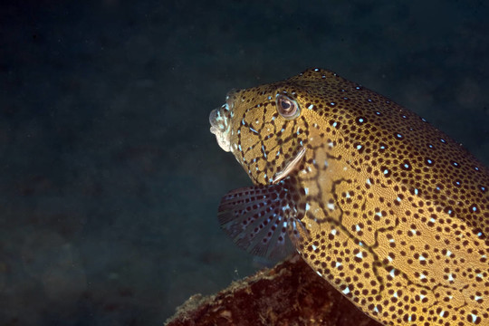 黃色盒子魚