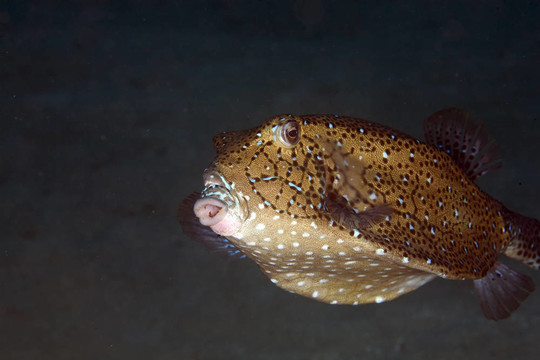 黃色盒子魚