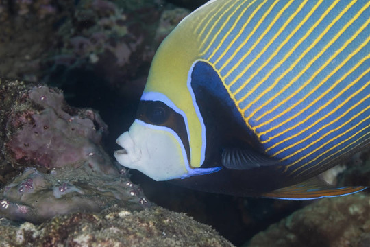 皇帝神仙魚