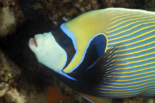皇帝神仙魚