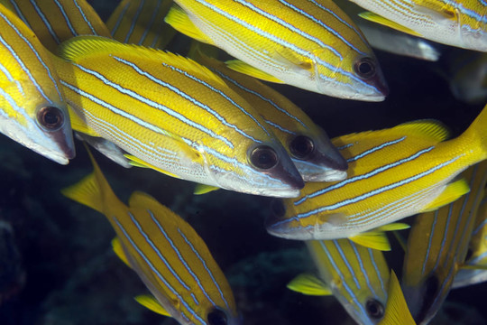 藍色條紋鯛魚