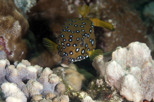 黃色盒子魚寶寶