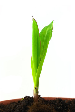 玉米單芽