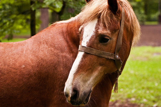 馬
