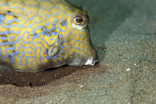 刺魚Boxfish
