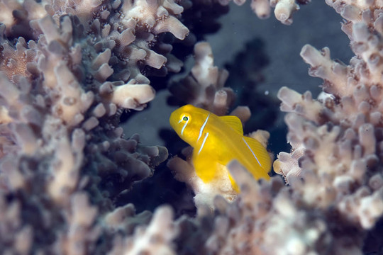 佛手珊瑚蝦虎魚(yú)