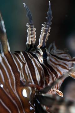 獅子魚