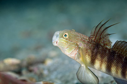 tailspot蝦虎魚