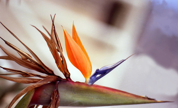 orchid46