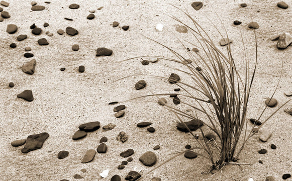 pebblygrass