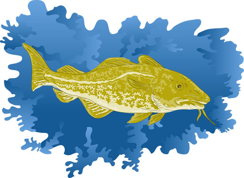 大西洋鱈魚