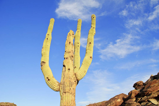 仙人掌仙人掌；在仙人掌國(guó)家紀(jì)念碑生長(zhǎng)；位于Tucson；亞利桑那州