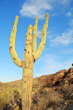 仙人掌仙人掌；在仙人掌國(guó)家紀(jì)念碑生長(zhǎng)；位于Tucson；亞利桑那州