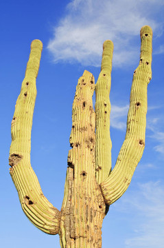 仙人掌仙人掌；在仙人掌國家紀(jì)念碑生長；位于Tucson；亞利桑那州
