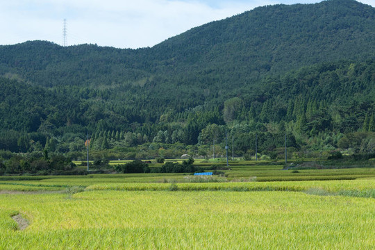大米