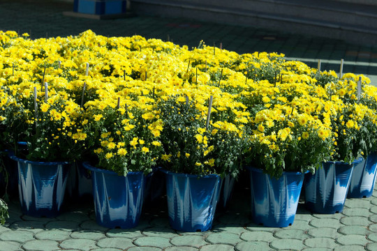 花