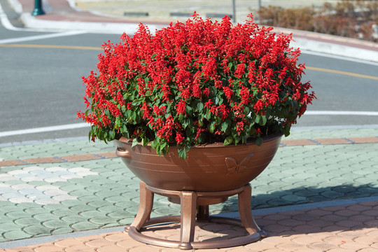 花